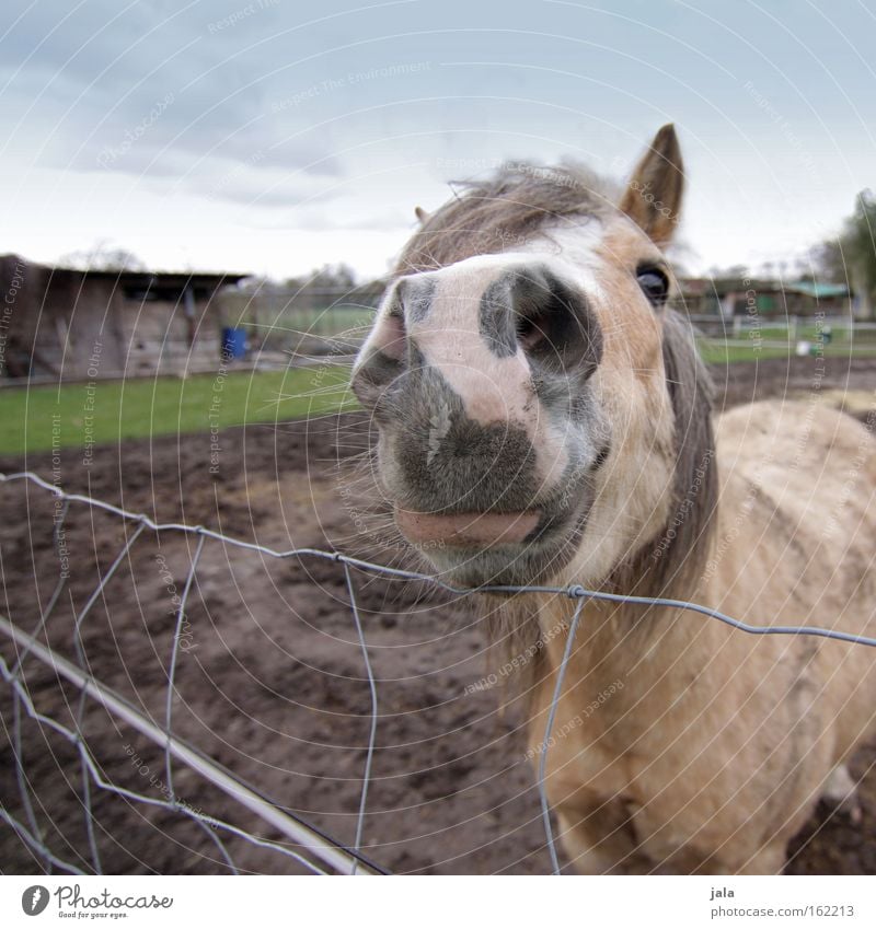 mein "kleiner onkel" Pferd Mähne Tier gefleckt Wiese Weide Reiten Streicheln füttern Säugetier