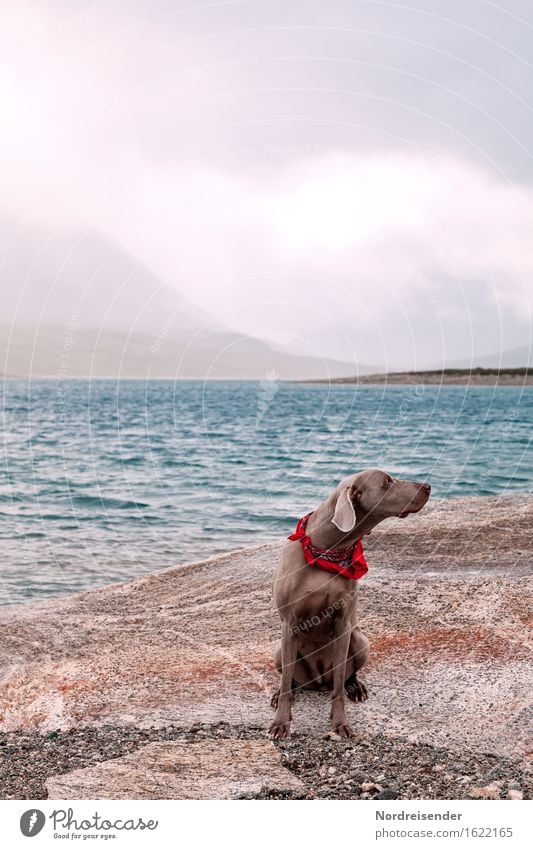 Abgelenkt.... Freizeit & Hobby Ausflug Natur Landschaft Urelemente Luft Wasser Gewitterwolken schlechtes Wetter Regen Felsen Berge u. Gebirge Küste Meer Tier