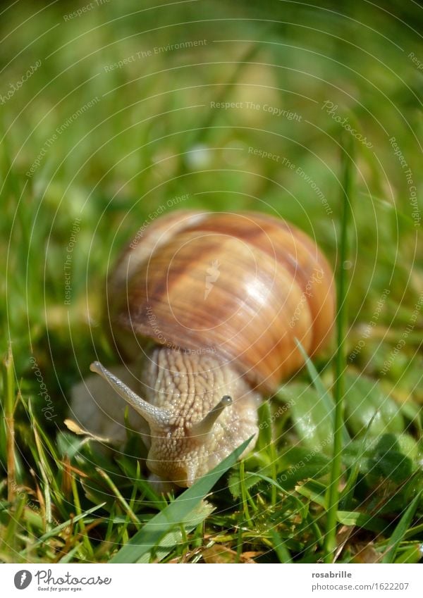 schau mir in die Augen - Nahaufnahme von Weinbergschnecke Leben Sinnesorgane Umwelt Natur Pflanze Tier Sommer Gras Wiese Schnecke 1 wandern glänzend Neugier