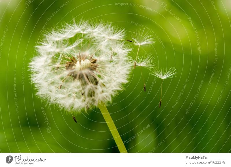 Löwenzahn Sporen weggeblasen Freiheit Sommer Pflanze Wind Blume Wachstum grün weiß Schlag wehen Pflanzensporen blasender Löwenzahn Sonnenschein Vorbau Samen