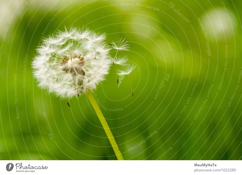 Löwenzahn Sporen weggeblasen Freiheit Sommer Pflanze Wind Blume Wachstum grün weiß Schlag wehen Pflanzensporen blasender Löwenzahn Sonnenschein Vorbau Samen