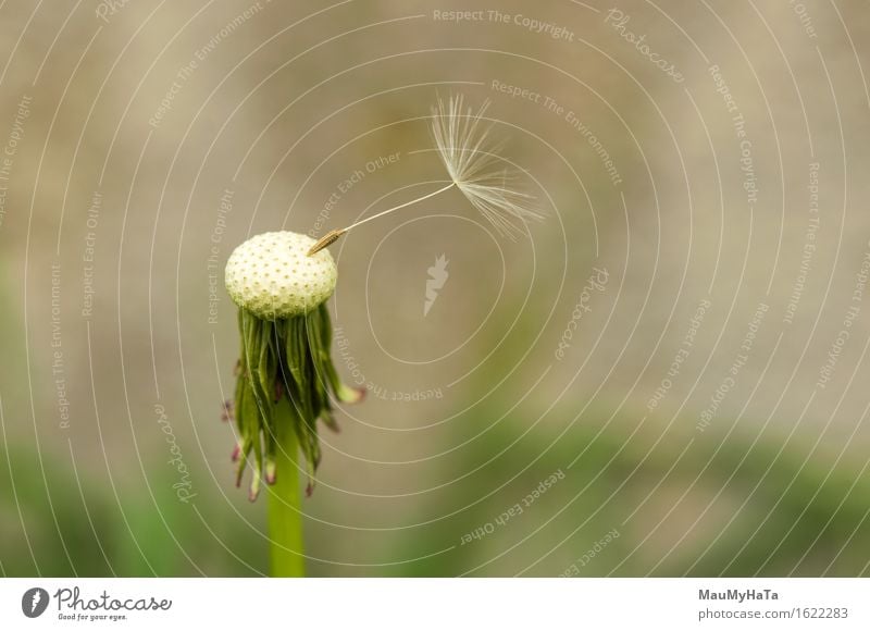 Löwenzahn Sporen weggeblasen Freiheit Sommer Pflanze Wind Blume Wachstum grün weiß Schlag wehen Pflanzensporen blasender Löwenzahn Sonnenschein Vorbau Samen