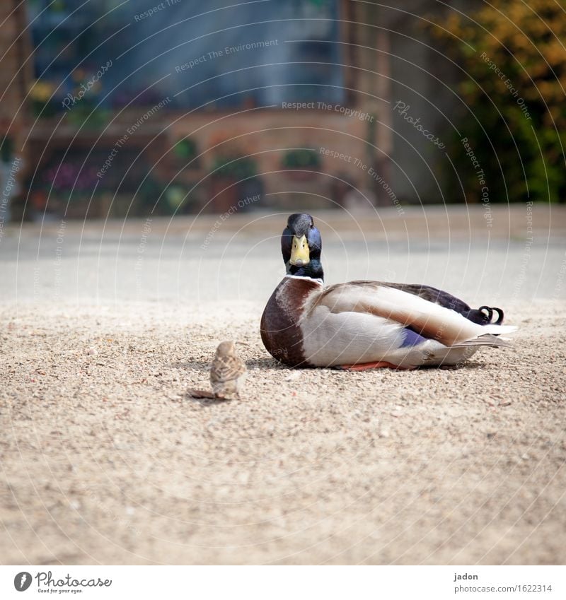 im gespräch. Tier Wildtier Vogel Flügel Ente Spatz Sperlingsvögel 2 Sand Graffiti laufen sitzen sprechen Konflikt & Streit groß klein Wut mehrfarbig Macht Mut