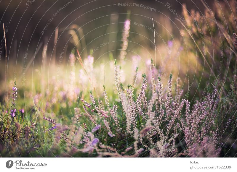 Moment. Alternativmedizin Allergie Umwelt Natur Landschaft Pflanze Frühling Sommer Herbst Schönes Wetter Blume Gras Grünpflanze Heide Garten Wiese Blühend schön