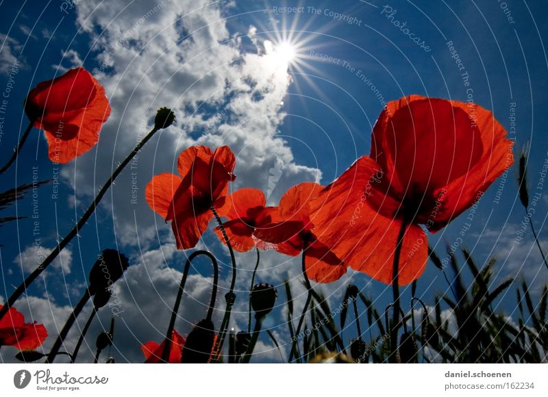 Klatschmohnsonne Sommer Wiese Mohn Sonne Sonnenstrahlen Himmel rot blau Blüte Perspektive Himmelskörper & Weltall