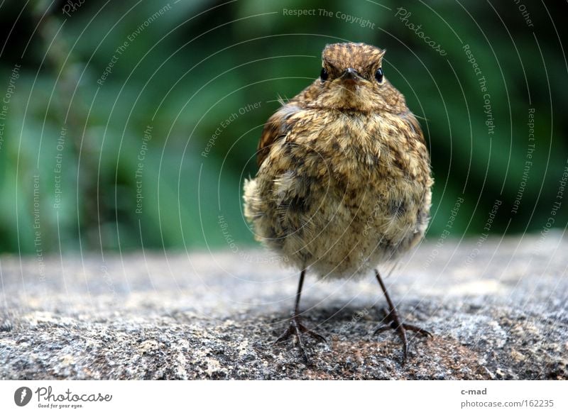 Vogelkind Natur frontal Spatz vertraut Geborgenheit Neugier Tier grün grau braun zutraulich aufgeplustert