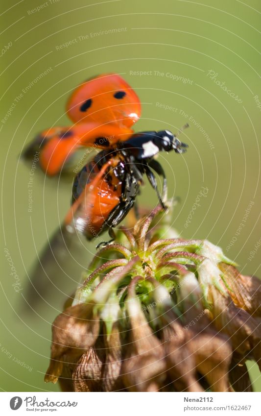 Tchüß Umwelt Natur Pflanze Tier Luft Schönes Wetter Blüte Garten Park Wiese Feld Käfer Tiergesicht Flügel 1 rot Insekt Marienkäfer fliegen Abheben Glücksbringer