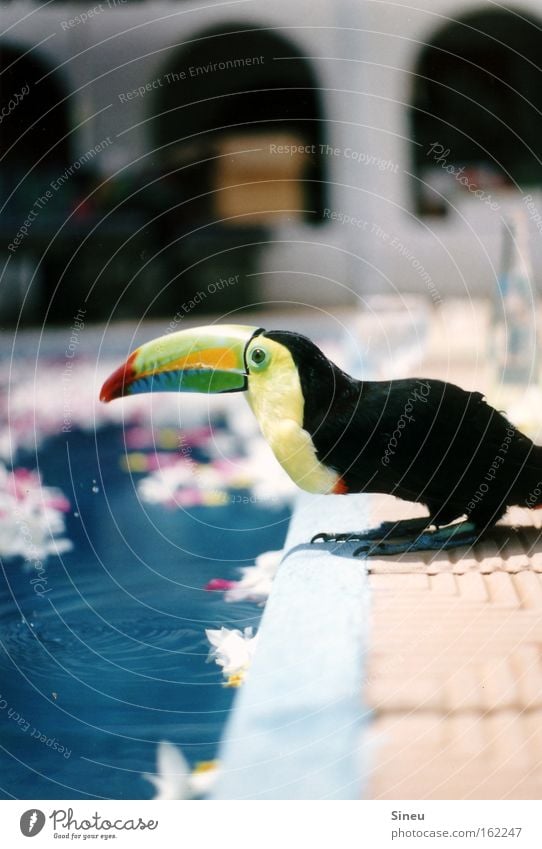 Der Wassertrinker II trinken Erholung ruhig Sommer Schwimmbad Pflanze Wassertropfen Schönes Wetter Wärme Tier Vogel 1 blau gelb grün schwarz Durst Specht Tukane