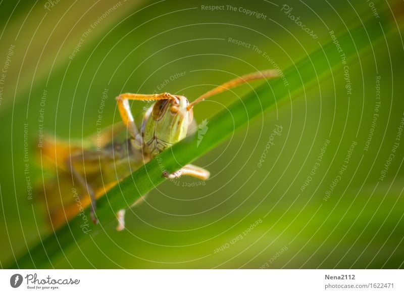 Ave Umwelt Natur Tier Sommer Schönes Wetter Gras Garten Park Wiese Feld Wald festhalten gehen hängen grün Insekt Heuschrecke klein Gruß lustig Tierporträt