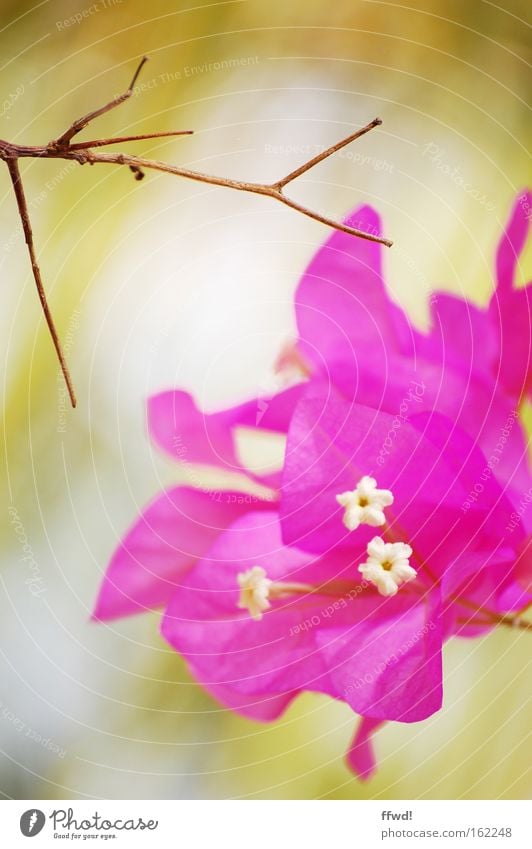 Lebenszyklus Blume Blüte Pflanze Ast Zweig Gegenteil Hoffnung alt Tod neu frisch rosa Bougainvillea schön Vergänglichkeit