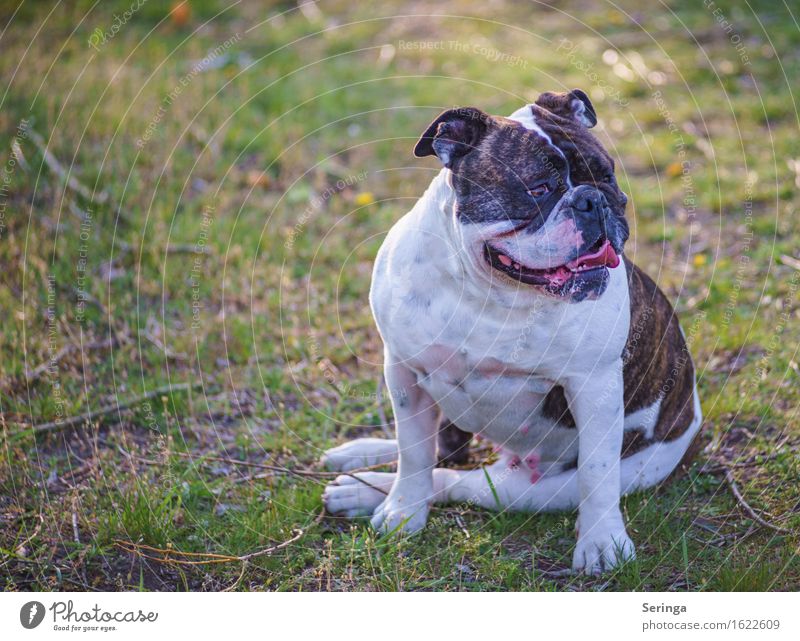 Moppi Tier Haustier Hund Tiergesicht 1 Blick sitzen Hundeschnauze Farbfoto Gedeckte Farben mehrfarbig Außenaufnahme Nahaufnahme Detailaufnahme Menschenleer