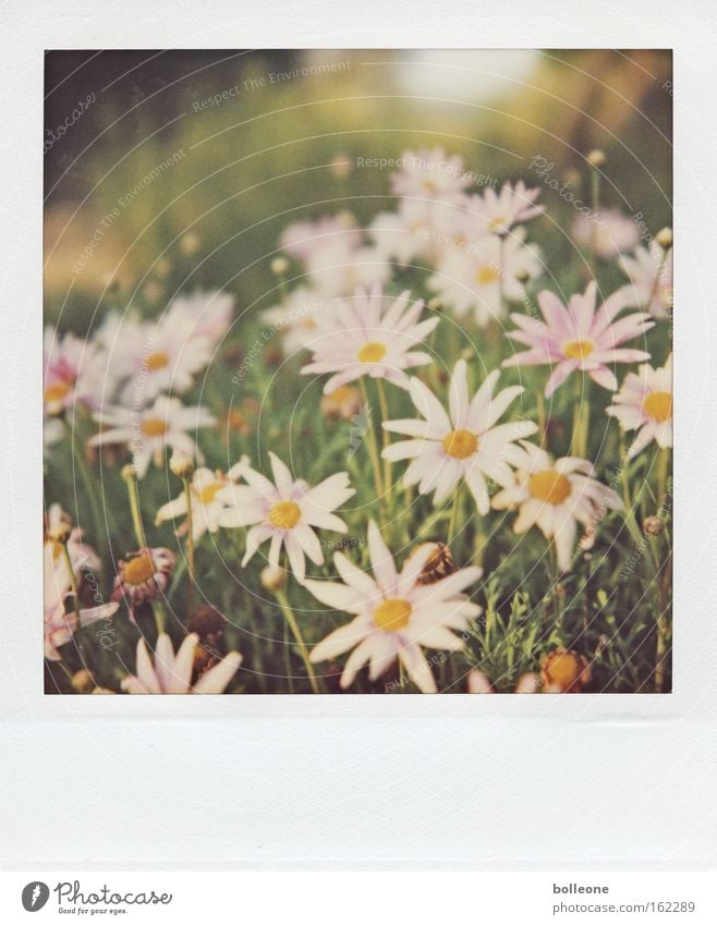 Der Frühling kann kommen... Blume Wiese Ferien & Urlaub & Reisen Südafrika grün Blühend Leben Polaroid Erinnerung Pflanze Blüte Afrika