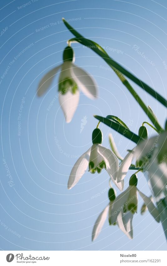 Ansammlung von Schneeglöckchen Frühling Blume Blüte blau grün weiß Frühblüher Blauer Himmel Frühlingsblume Frühlingstag Frühlingsfarbe zart Farbfoto