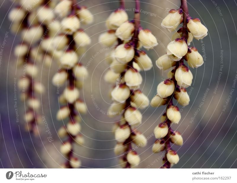 knospe Blüte Blütenknospen Blattknospe Baum Pflanze Natur Nahaufnahme Blume zart weiß Ast Unschärfe Frühling hängen Makroaufnahme gehänge