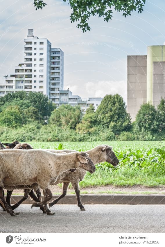 Schaf and the city Ausflug Abenteuer Städtereise Sommer Haus behüten Landwirtschaft Forstwirtschaft Landschaft Schönes Wetter Nutzpflanze Feld Stadtrand Skyline