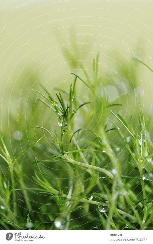 Dröpje Gras Wassertropfen Tropfen feucht nass frisch zart filigran grün schimmern glänzend Frühling träumen Konzentration