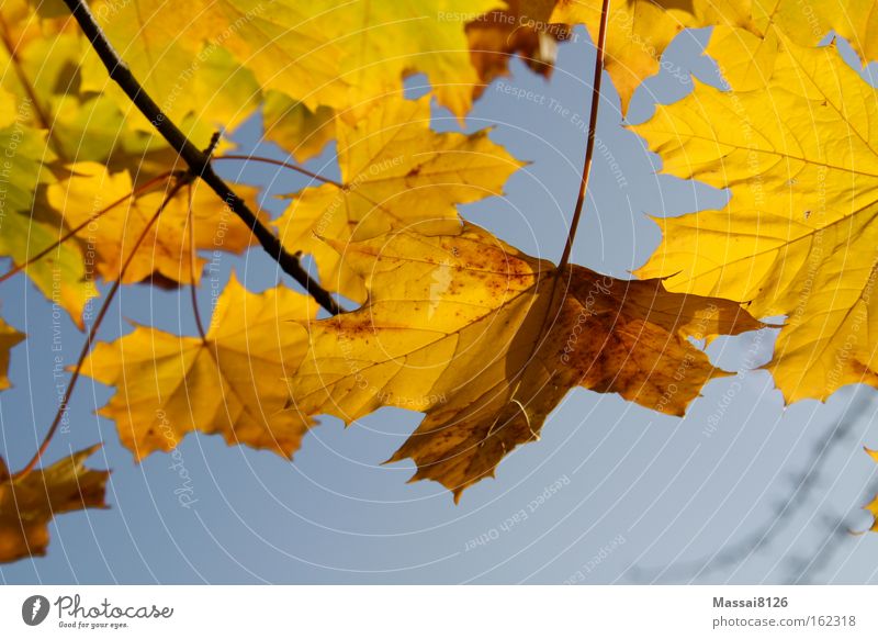 Herbstleuchten gelb mehrfarbig blau Blatt Komplementärfarbe Jahreszeiten