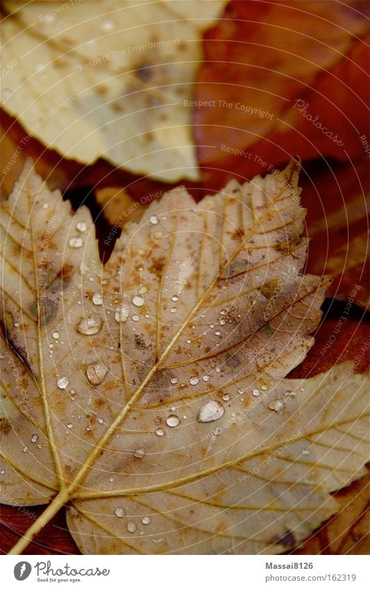 Herbstgewitter rot orange Wassertropfen Boden Blatt Regen