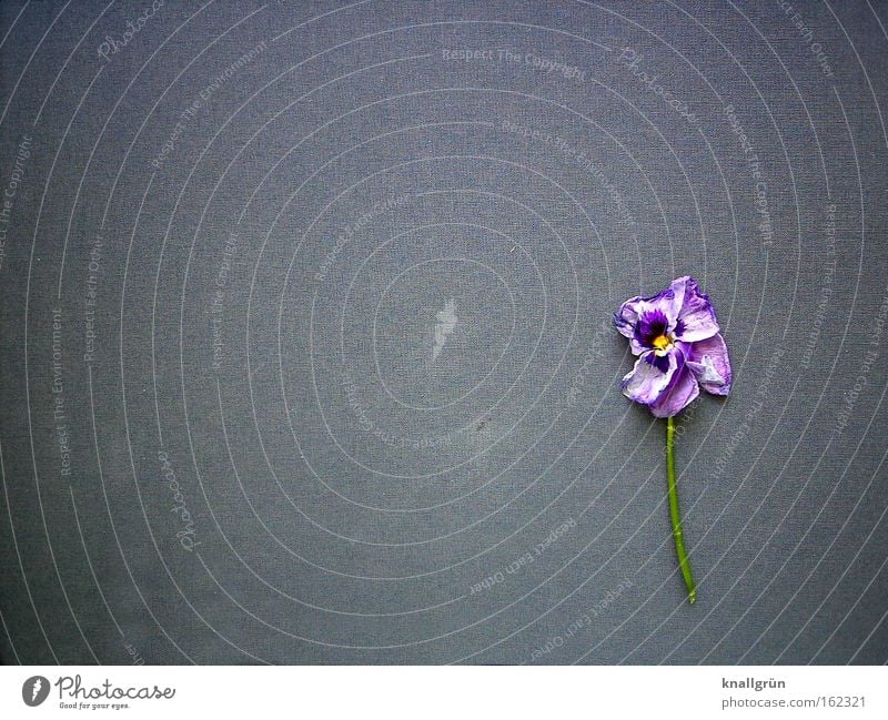 Morbide Tod Verfall Vergänglichkeit Stiefmütterchen Veilchengewächse Duftveilchen Hornveilchen Pflanze Blume Blüte grau violett grün Stengel Trauer Verzweiflung