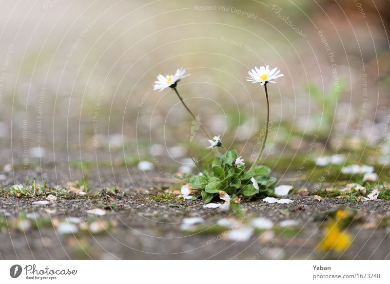 Asphaltblüten Pflanze Gänseblümchen Stein Beton grau grün weiß Farbfoto Außenaufnahme Makroaufnahme Menschenleer Tag Schwache Tiefenschärfe