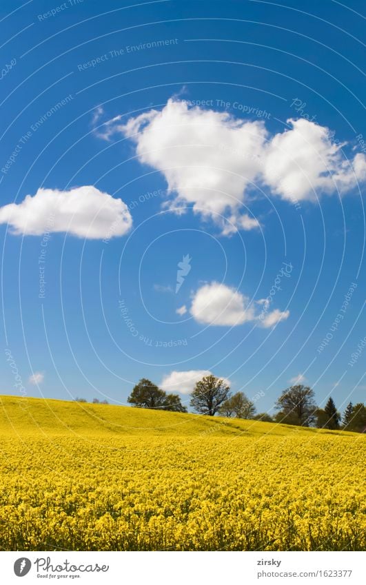 Gelbe Rapsfelder in der Sonne mit blauem Himmel und Wolken Lebensmittel Öl leuchten gelb grün weiß Bio biologisch Nutzpflanze Rapsöl Bioenergieträger Biodiesel