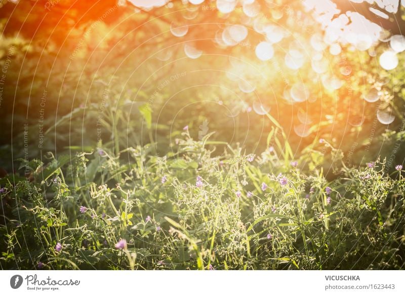 Sommer Natur mit Gras , Wildblumen und Sonnenuntergang Lifestyle Design Garten Umwelt Landschaft Pflanze Sonnenaufgang Sonnenlicht Frühling Herbst