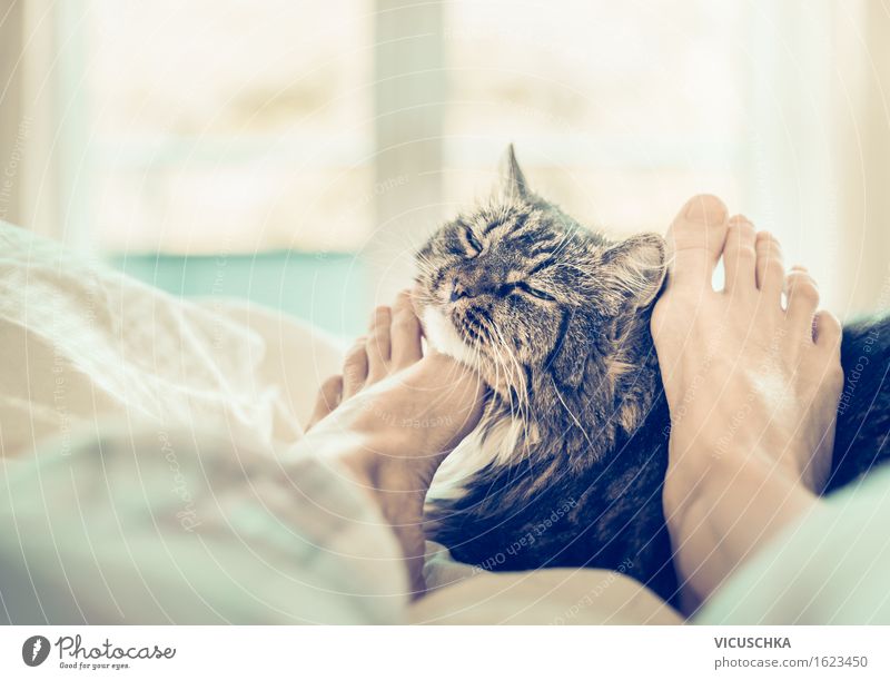 Mit Katze im Bett scmusen Lifestyle Stil Häusliches Leben Schlafzimmer Mensch Frau Erwachsene Fuß Haustier 1 Tier retro Erholung Kuscheln Fenster Freude