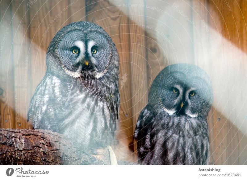 zwei Eulen Umwelt Tier Baum Wildtier Vogel Flügel Eulenvögel Tierpaar Holz sitzen rund braun grau schwarz weiß Blick Schnabel Fell Feder Auge gelb Holzbrett