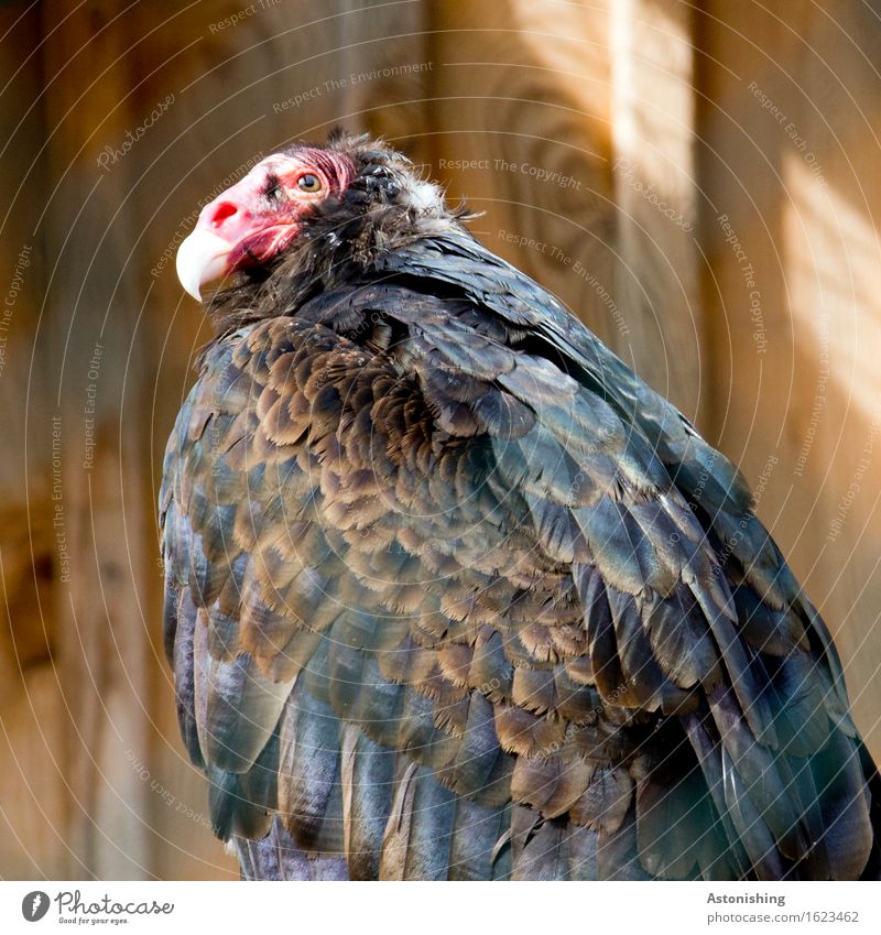 Rotkopf Natur Tier Wildtier Vogel Tiergesicht Flügel Geier Falken 1 Holz sitzen hässlich braun rot schwarz Feder Schnabel Auge Holzbrett Fell Spitze Farbfoto