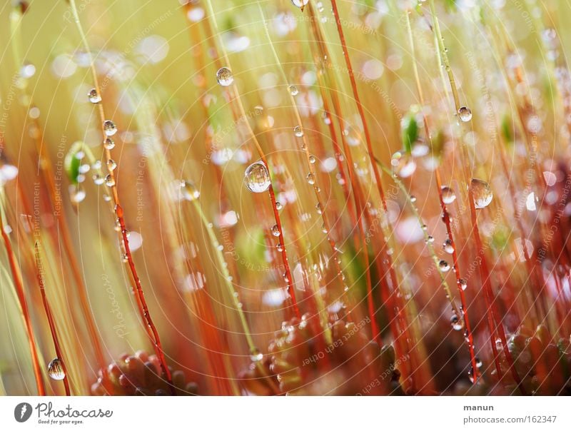 twinkling moss Farbfoto Gedeckte Farben Außenaufnahme Nahaufnahme Detailaufnahme Makroaufnahme abstrakt Muster Strukturen & Formen Menschenleer