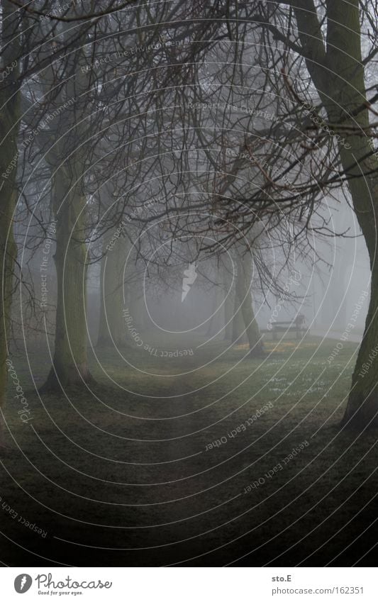 Nebel ist der Weichzeichner der Natur Allee Baum Geäst Wege & Pfade Fußweg Morgen mystisch Stimmung weich Landschaft Spaziergang Wald Frühling