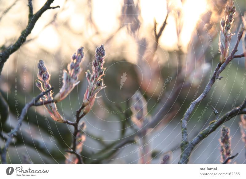 rosa spitzen Umwelt Natur Landschaft Pflanze Urelemente Frühling Blüte Wachstum Lebensfreude Beginn Duft Gelassenheit ruhig träumen Blütenknospen Blattknospe