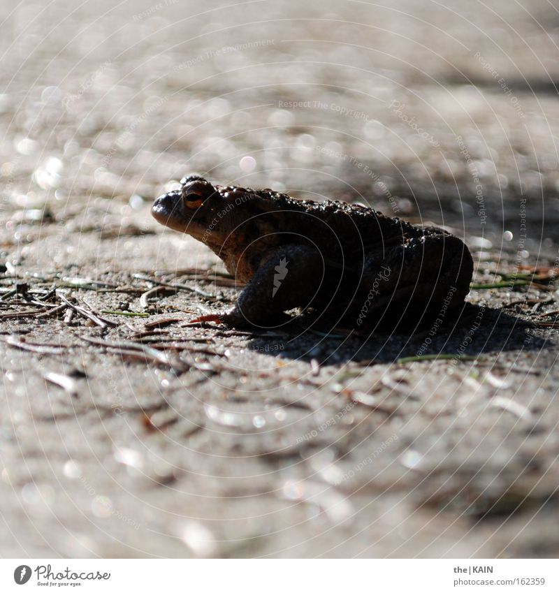 Los, hüpf! Frosch Kröte Erde Boden Tannennadel sitzen hocken Froschschenkel wandern warten Sand