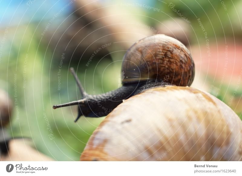 haustier Tier Schnecke Tiergruppe Tierjunges klein nass niedlich blau braun grün Haustier Schneckenhaus frisch Rücken Reiten tragen Elternteil mit Kind Farbfoto