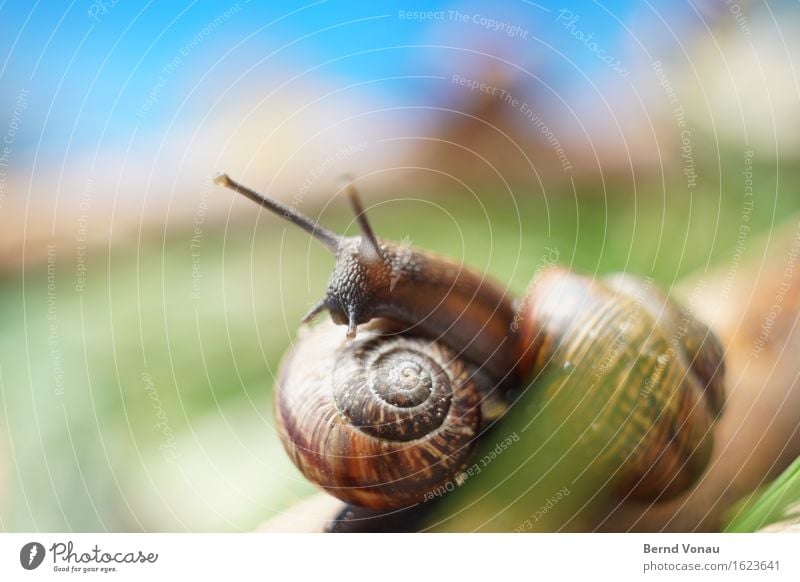 Wohnungsbesichtigung Tier Schnecke 2 blau braun grün schleimig Domizil Tierjunges klein Fühler Schneckenhaus aufeinander Natur Sommer niedlich Gras Wiese