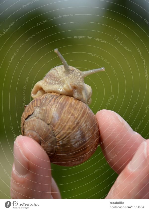 Schnecke schaut heraus als jemand ihr Haus hochhält vor unscharfem, gruenem Hintergrund draussen Erholung ruhig Umwelt Natur Tier berühren natürlich Neugier