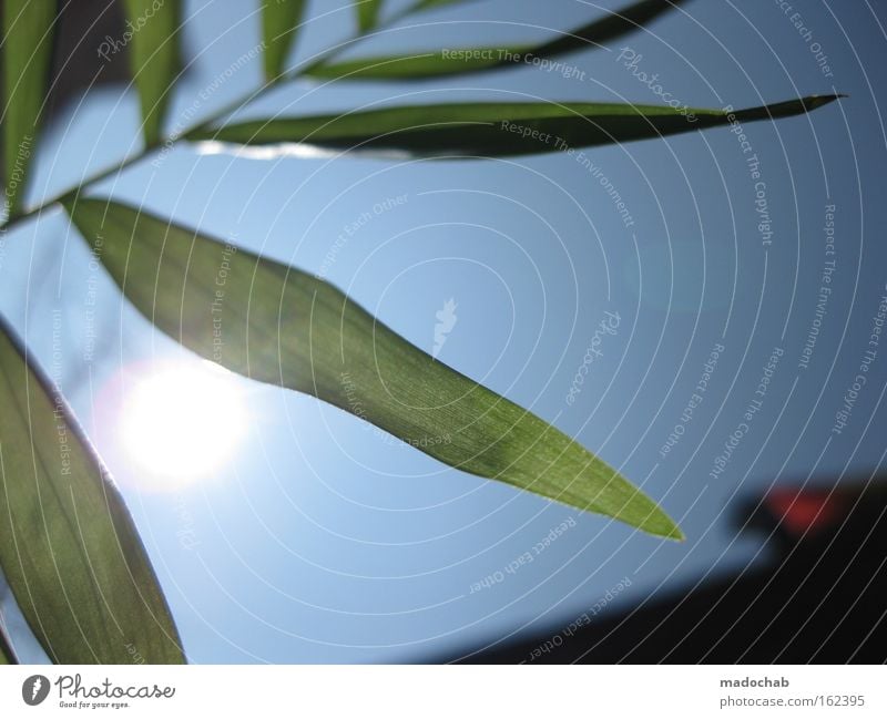 frühlingserwachen Himmel Frühling Sonne Pflanze Blatt Leben Wunsch Freude Balkon streben Wachstum aufwachen Neuanfang blau grün