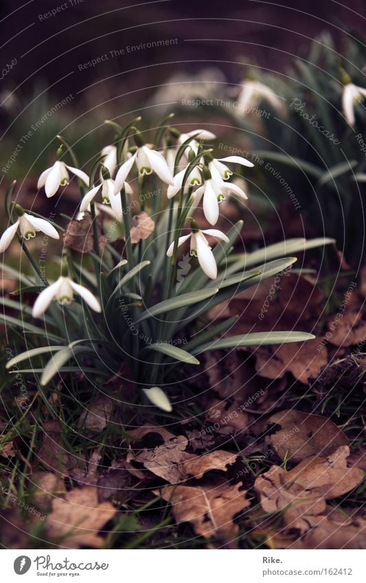 Glöckchen. Farbfoto Außenaufnahme Menschenleer Tag Zentralperspektive Sommer Garten Umwelt Natur Pflanze Frühling Herbst Blume Gras Blatt Blüte Grünpflanze