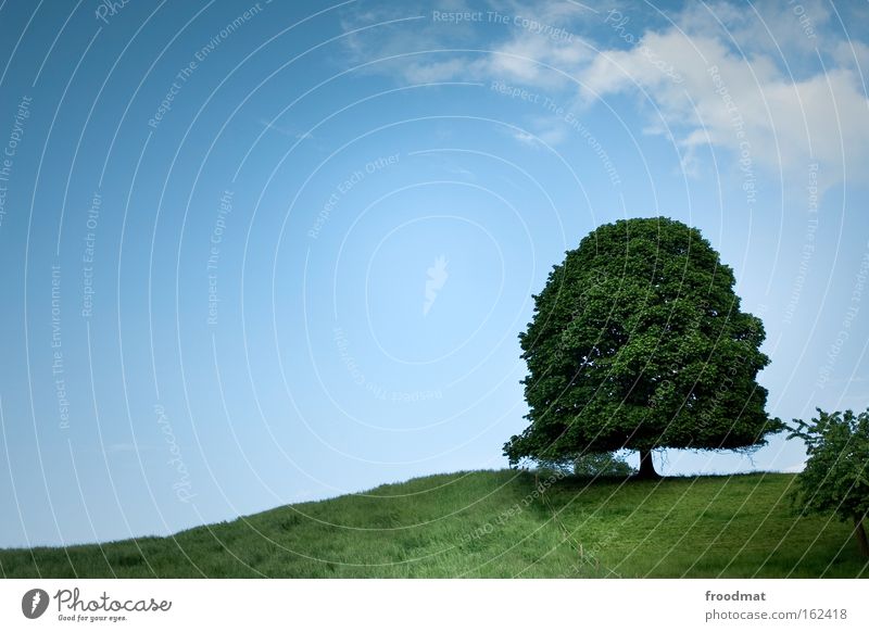 30 - alt wie ein baum Sommer Berge u. Gebirge Natur Himmel Baum Wiese saftig grün Macht Frieden Idylle Linde Schweiz grünen friedenslinde Kitsch Emmental ruhig