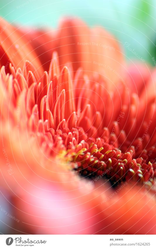 Gerbera Lifestyle Stil Design Wellness Leben harmonisch Umwelt Natur Pflanze Sommer Blume Blüte Blütenblatt Garten Blumenstrauß Blühend leuchten orange Stimmung