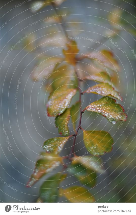 Zarter Pflanze Baum Sträucher Blatt Ast Raureif Schnee kalt zart fein Natur Tiefenschärfe einfach Vertrauen Schwäche