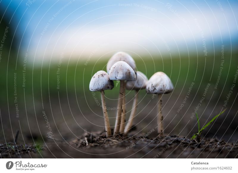 Pilzgruppe im Abendlicht Umwelt Natur Pflanze Erde Himmel Horizont Herbst Wiese Feld Wald dehydrieren Wachstum ästhetisch Zusammensein glänzend hell blau braun