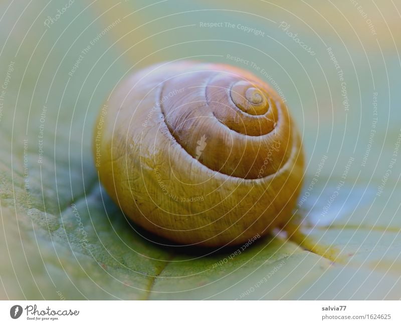 schön rund harmonisch Natur Herbst Blatt Blattadern Garten Tier Schnecke Schneckenhaus 1 gelb grün ästhetisch Design Einsamkeit einzigartig Perspektive ruhig