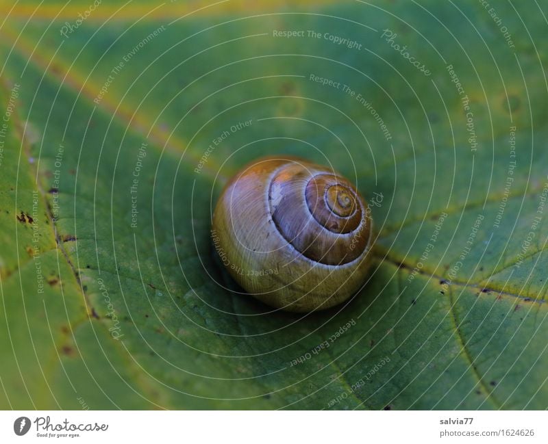 Rückzug Natur Herbst Pflanze Blatt Blattadern Tier Schnecke Schneckenhaus braun gelb grün Einsamkeit Pause ruhig Schutz Symmetrie Vergänglichkeit