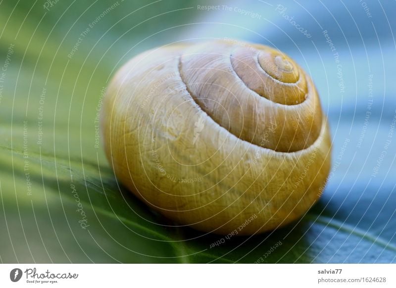 warm/kalt harmonisch ruhig Natur Pflanze Tier Blatt Grünpflanze Garten Wildtier Schnecke Schneckenhaus Weichtier 1 nah rund blau gelb grün Zufriedenheit Design