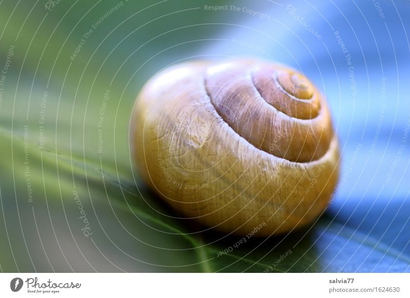 warm und kalt Natur Pflanze Blatt Tier Schnecke Schneckenhaus 1 ästhetisch rund blau gelb grün Design ruhig Schutz Spirale Symmetrie Strukturen & Formen Linie