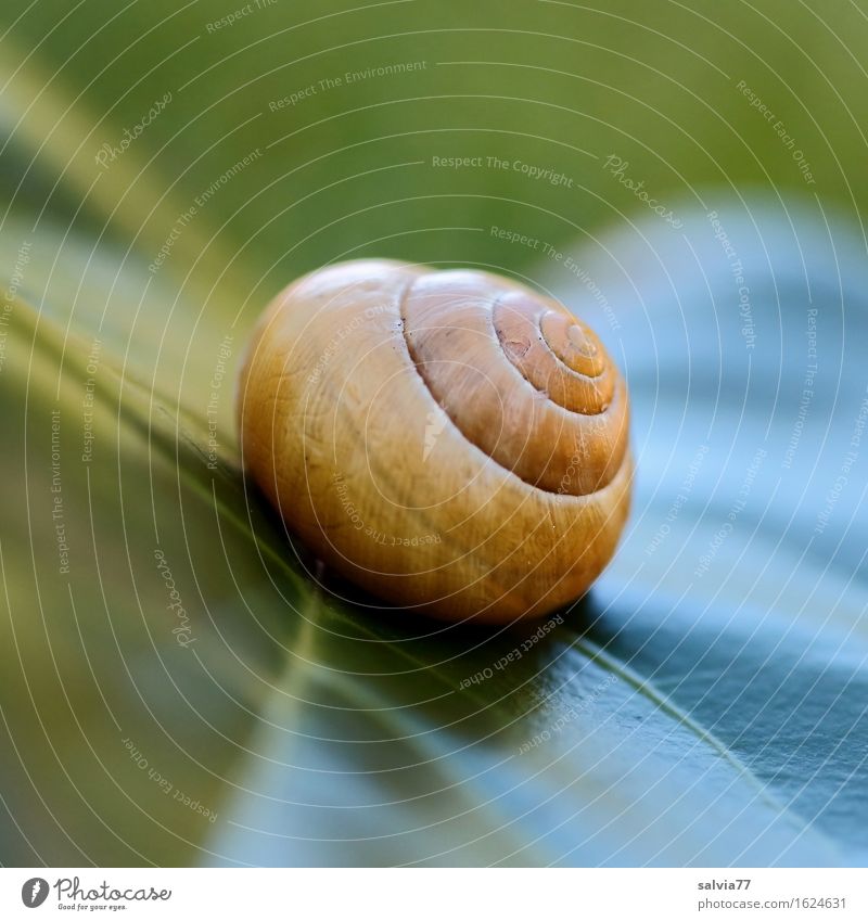 Schräglage Natur Pflanze Tier Blatt Grünpflanze Wildtier Schnecke Schneckenhaus 1 ästhetisch nah rund gelb grün Design ruhig Schutz Strukturen & Formen