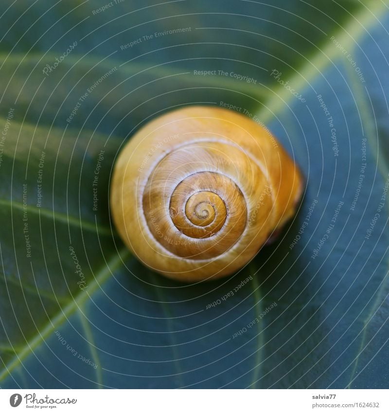 gelbes Haus Gesundheit harmonisch Zufriedenheit ruhig Meditation Natur Pflanze Blatt Grünpflanze Blattgrün Blattadern Wildtier Schnecke 1 Tier ästhetisch rund