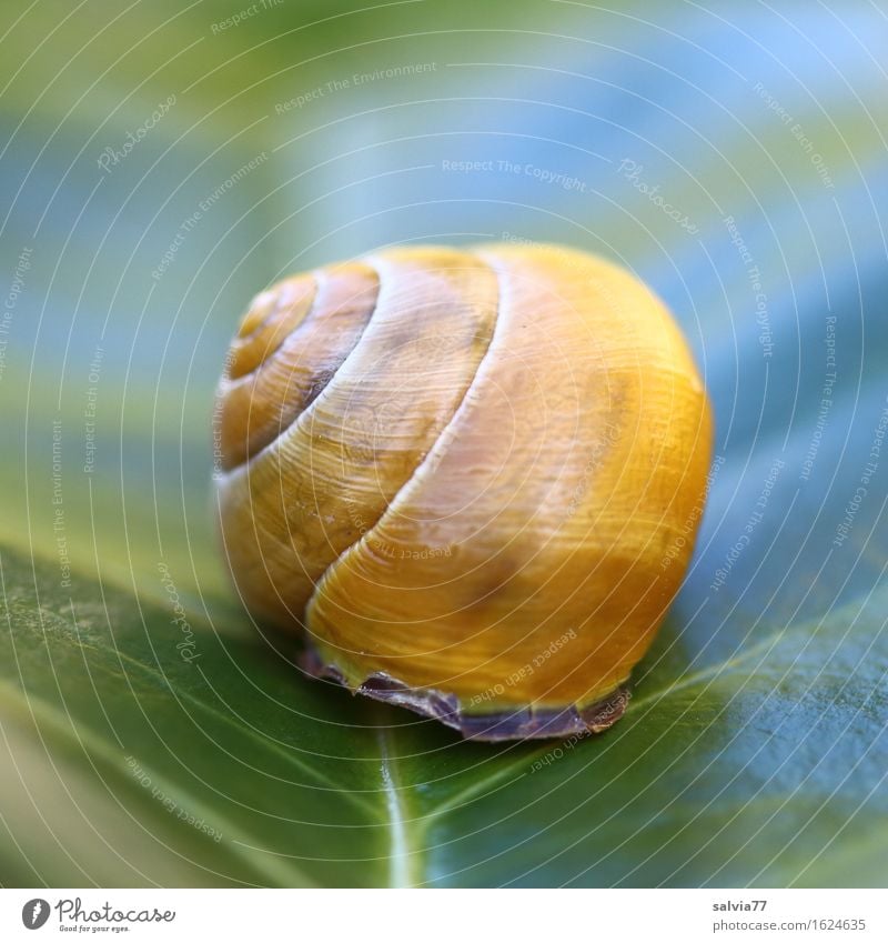 gelbes Haus Pflanze Tier Frühling Sommer Blatt Blattadern Wildtier Schnecke Schneckenhaus 1 berühren klein nah rund grün Sicherheit Schutz Gelassenheit geduldig