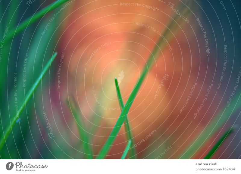 frischsaftigfarbig Natur Regen Wassertropfen Kräuter & Gewürze grün Gras abstrakt rot orange Frühling Stimmung Pflanze Farbe